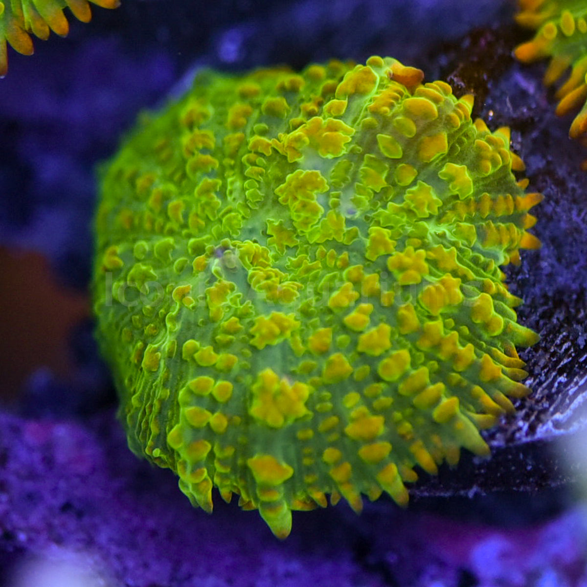 OG Tequila Sunrise Mushroom Iconic Aquariums