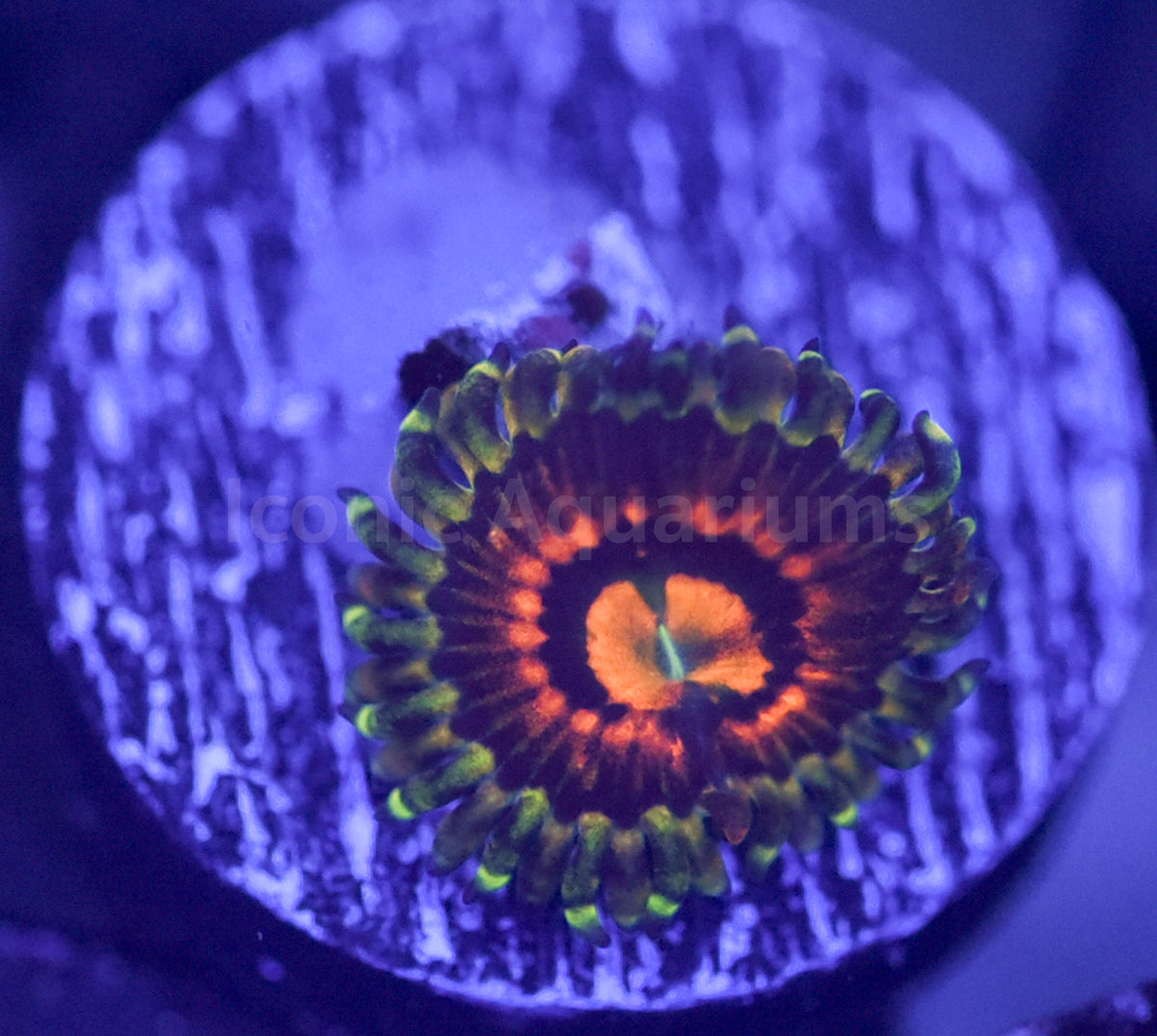 Rainbow Incinerator Zoa Iconic Aquariums