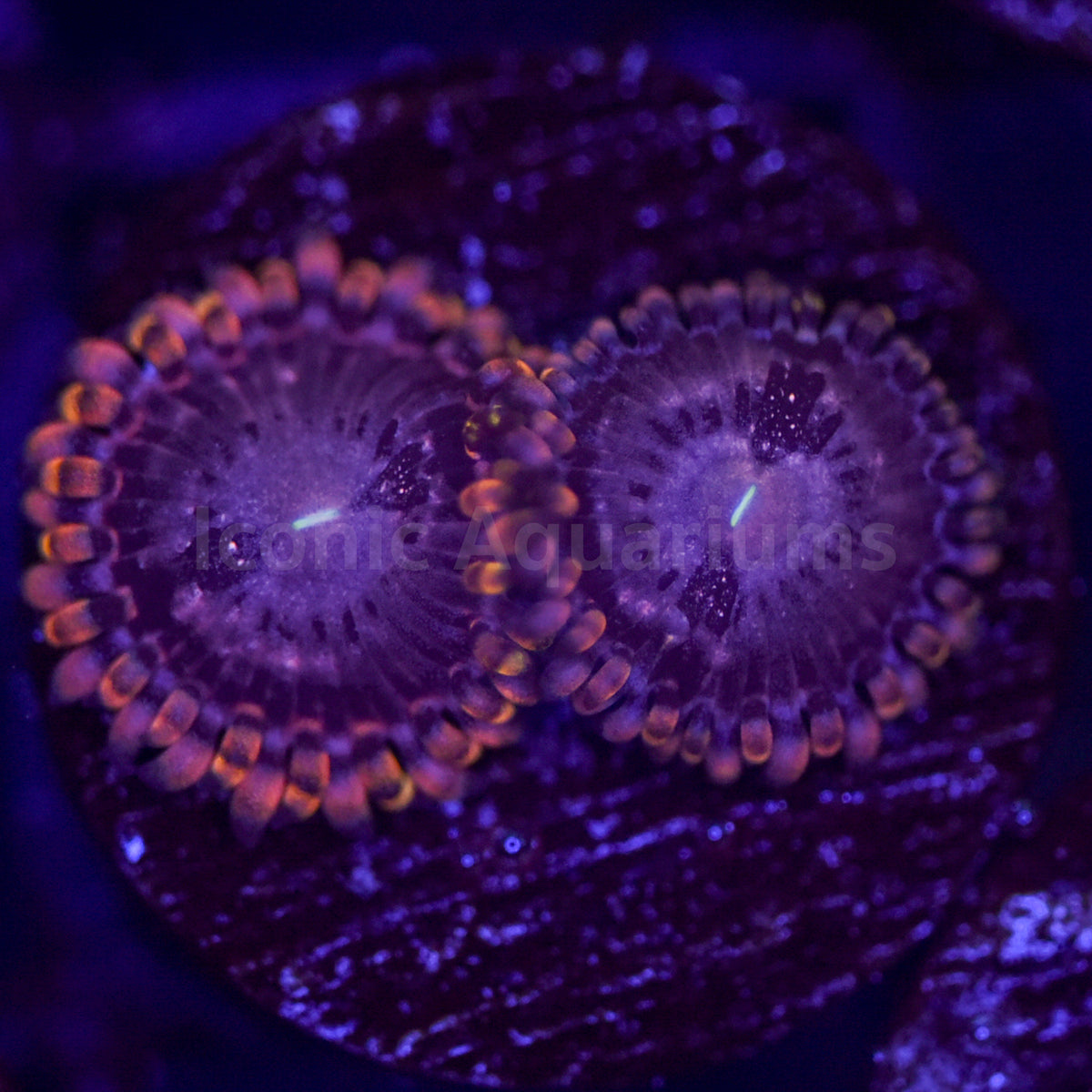 Koala Eye Zoa Iconic Aquariums