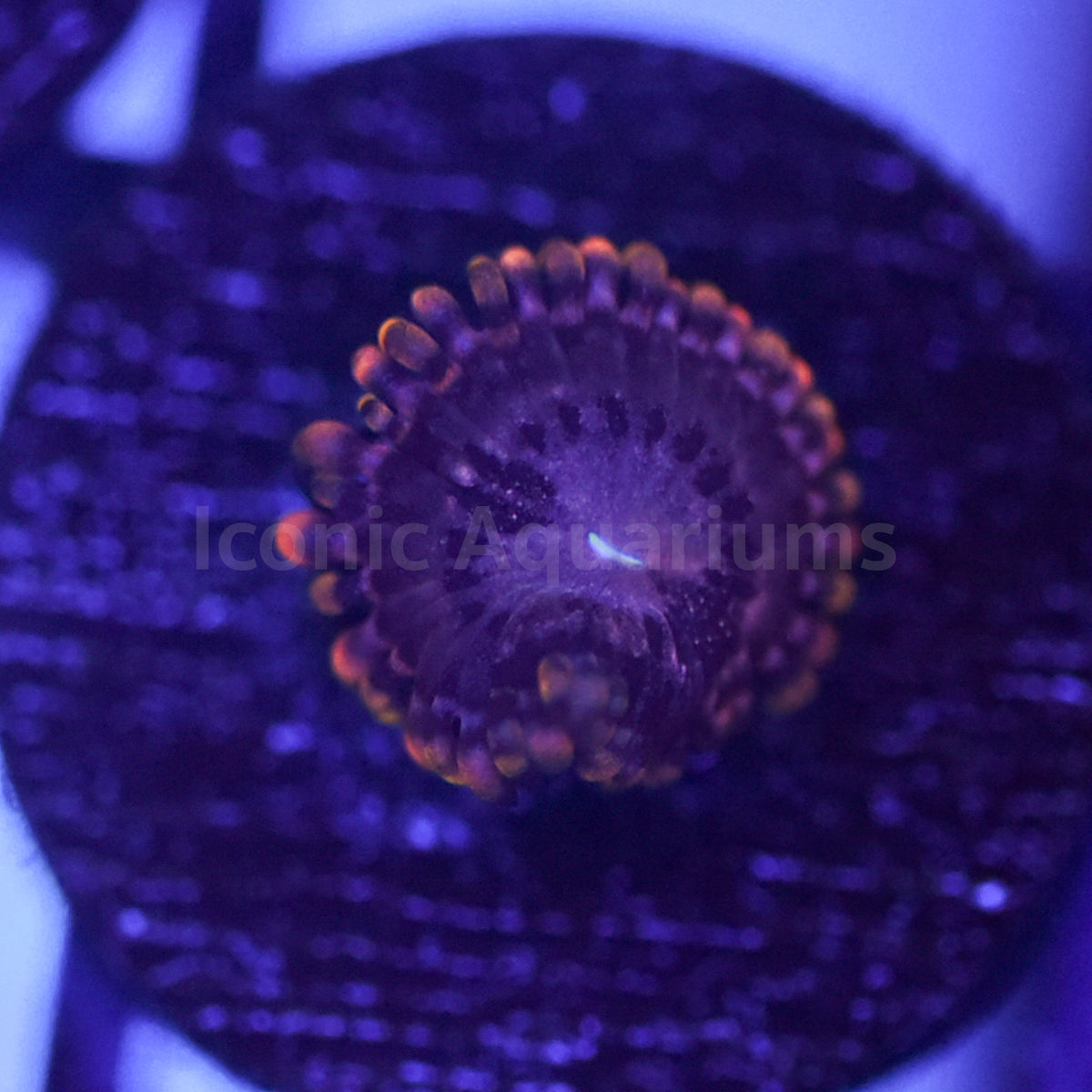 Koala Eye Zoa Iconic Aquariums