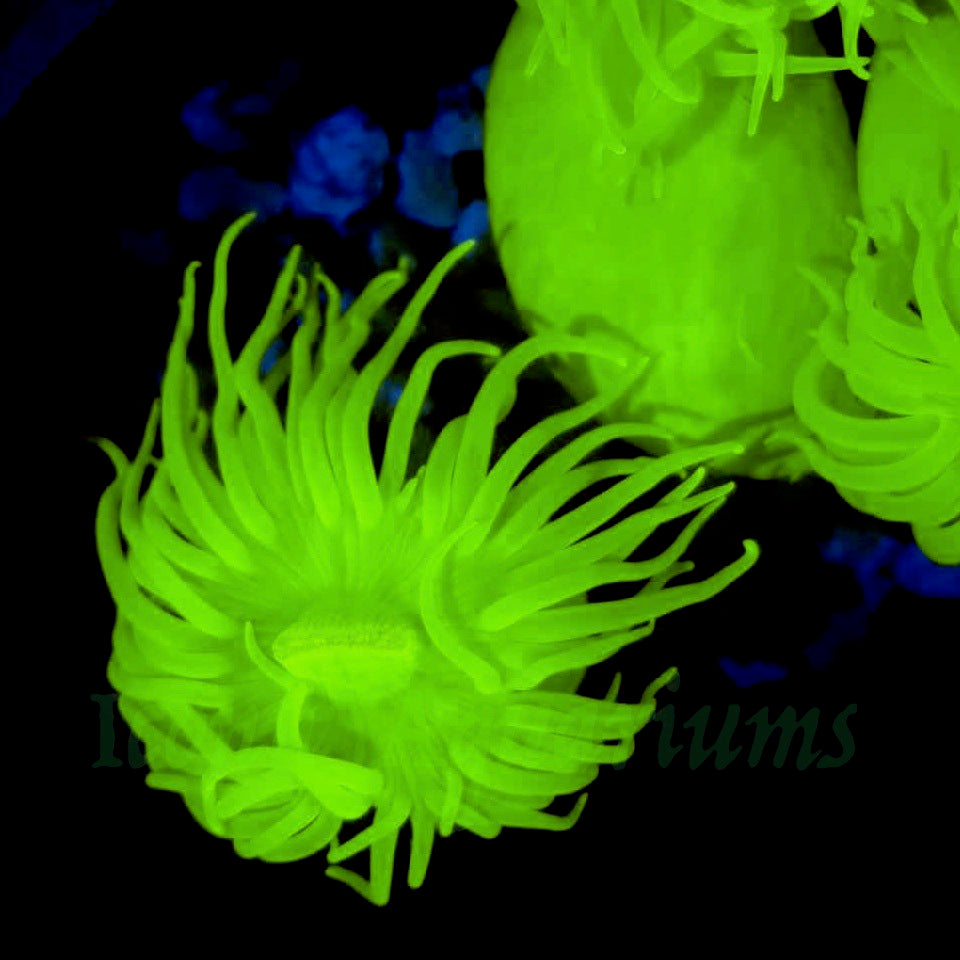 Halcurias Carlgreni Anemone