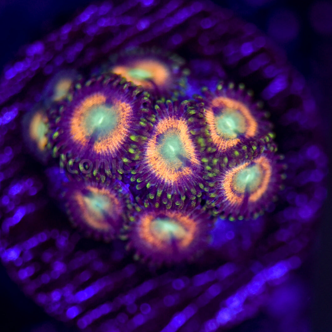 Margaritaville Zoa