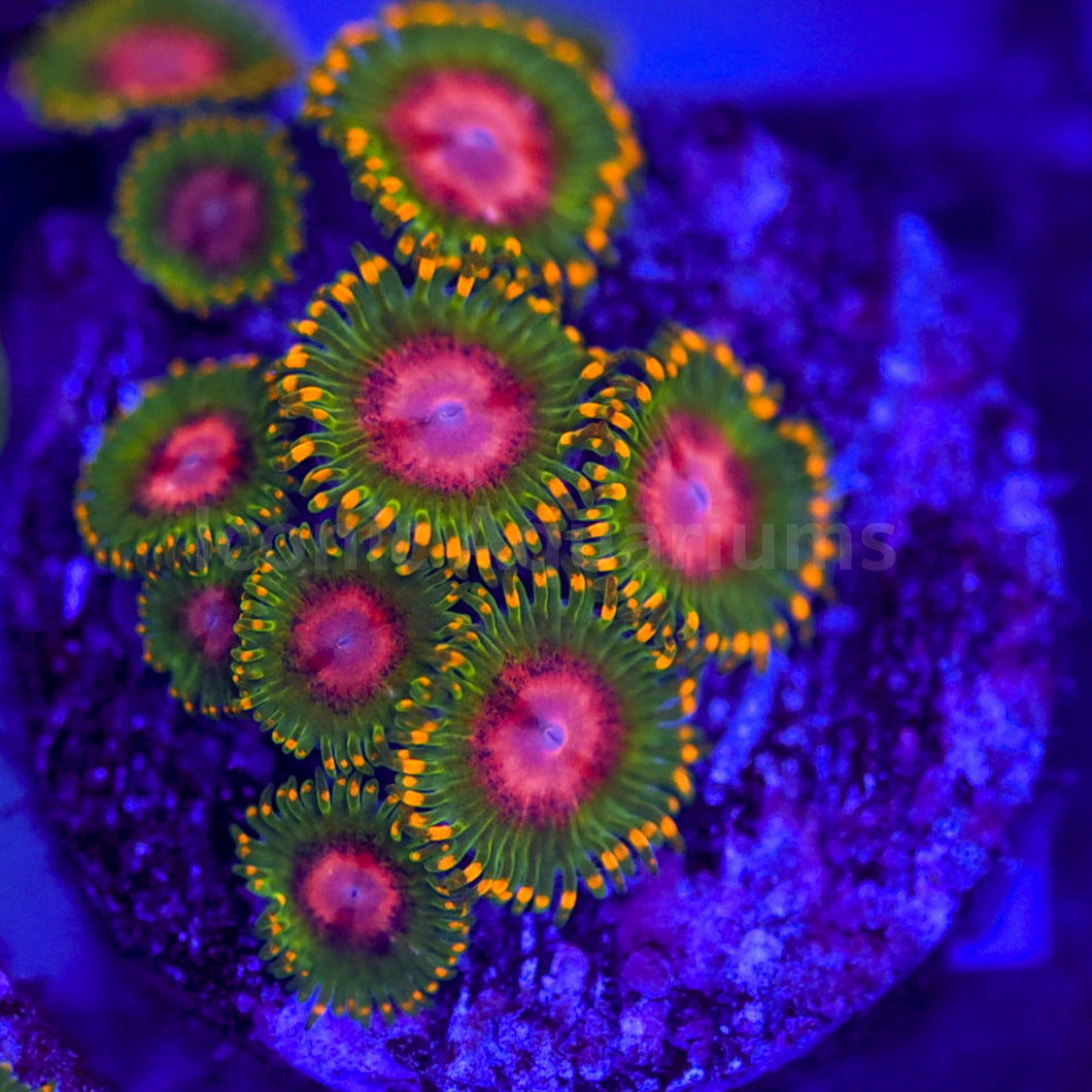 Awesome Blossoms Zoa