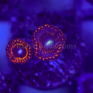 Illuminati Zoa