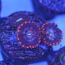 Load image into Gallery viewer, Cheshire Cat Zoa