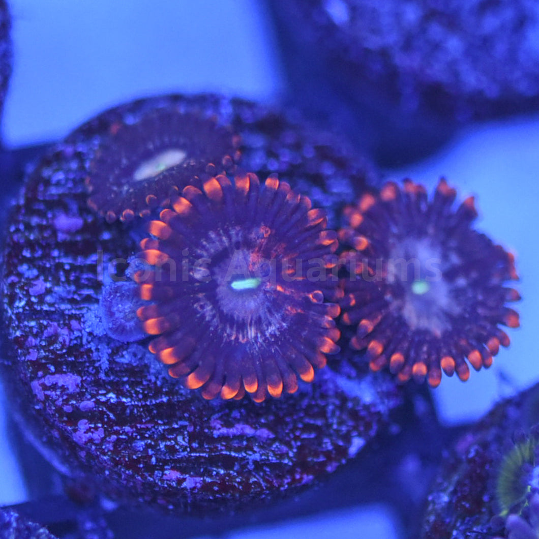 Cheshire Cat Zoa