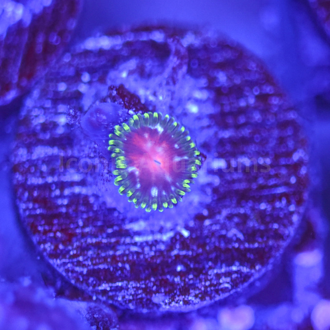Sweet Tarts Zoa