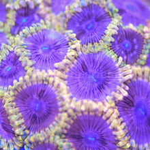 Load image into Gallery viewer, Purple Iris Zoa