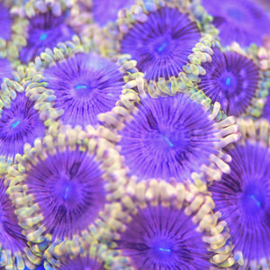 Purple Iris Zoa