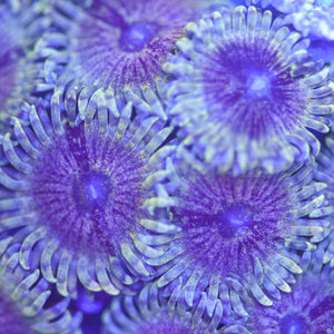 Meteor Dust Zoa