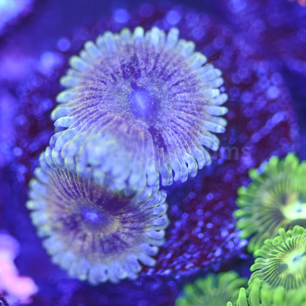 Meteor Dust Zoa