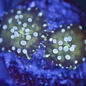 Bubbly Disco Mushroom Double