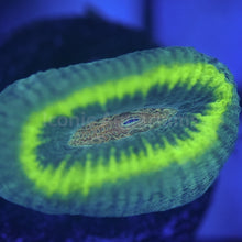 Load image into Gallery viewer, Wormhole Favia