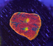 Load image into Gallery viewer, SC Rainbow Dynamite Chalice
