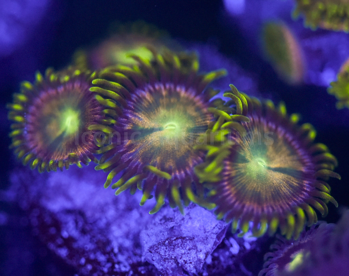 Hydra Lady Zoa Iconic Aquariums