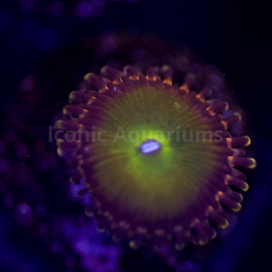 Rainbow Troll Zoa