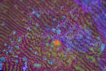 Load image into Gallery viewer, Time Traveler Convict Chalice