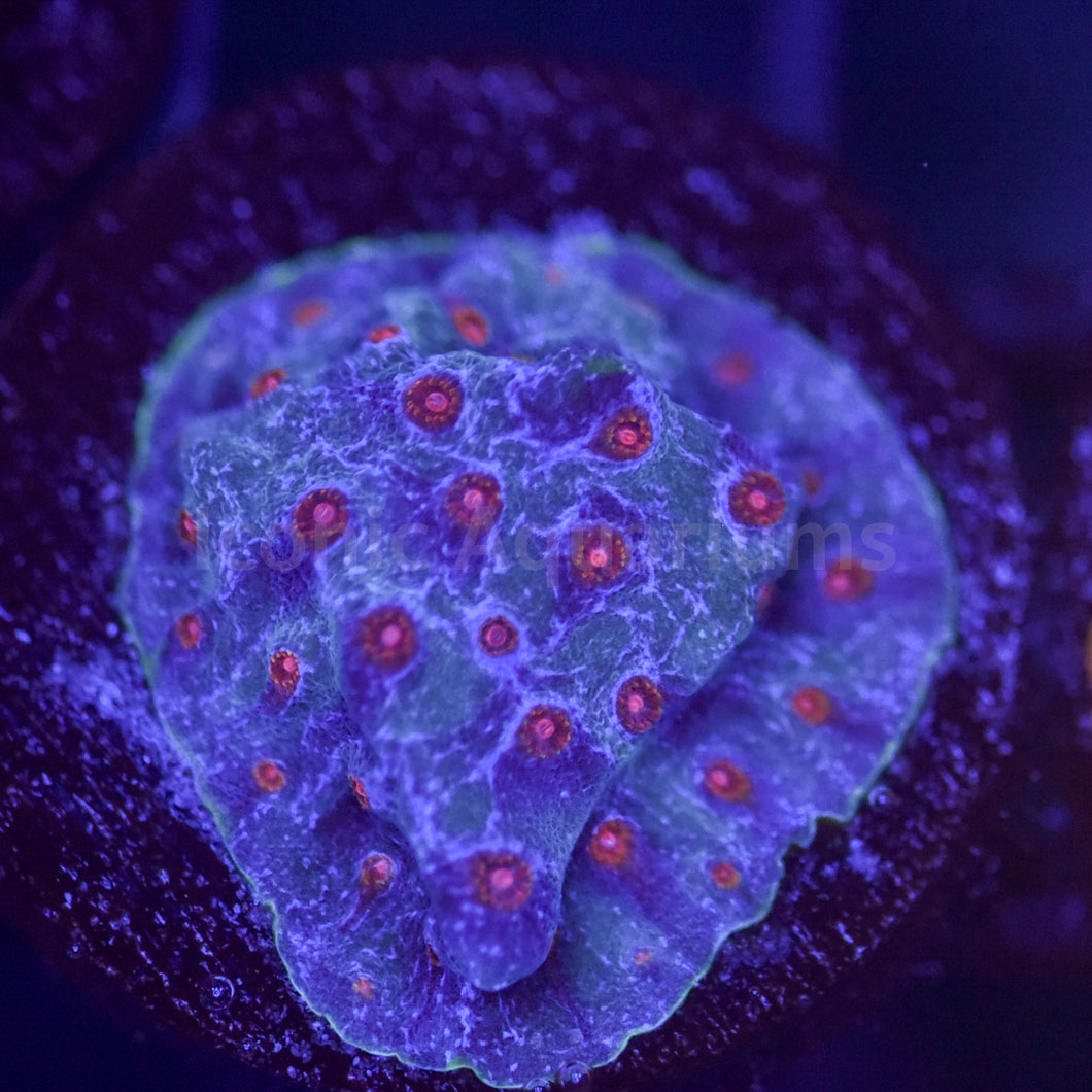 Superman Cyphastrea