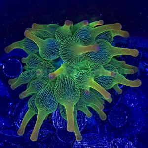 Holy Grail BTA