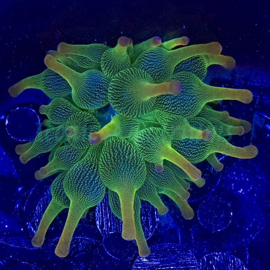 Holy Grail BTA