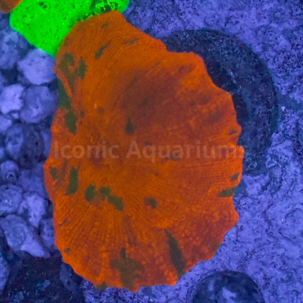 Candy Crush Mushroom