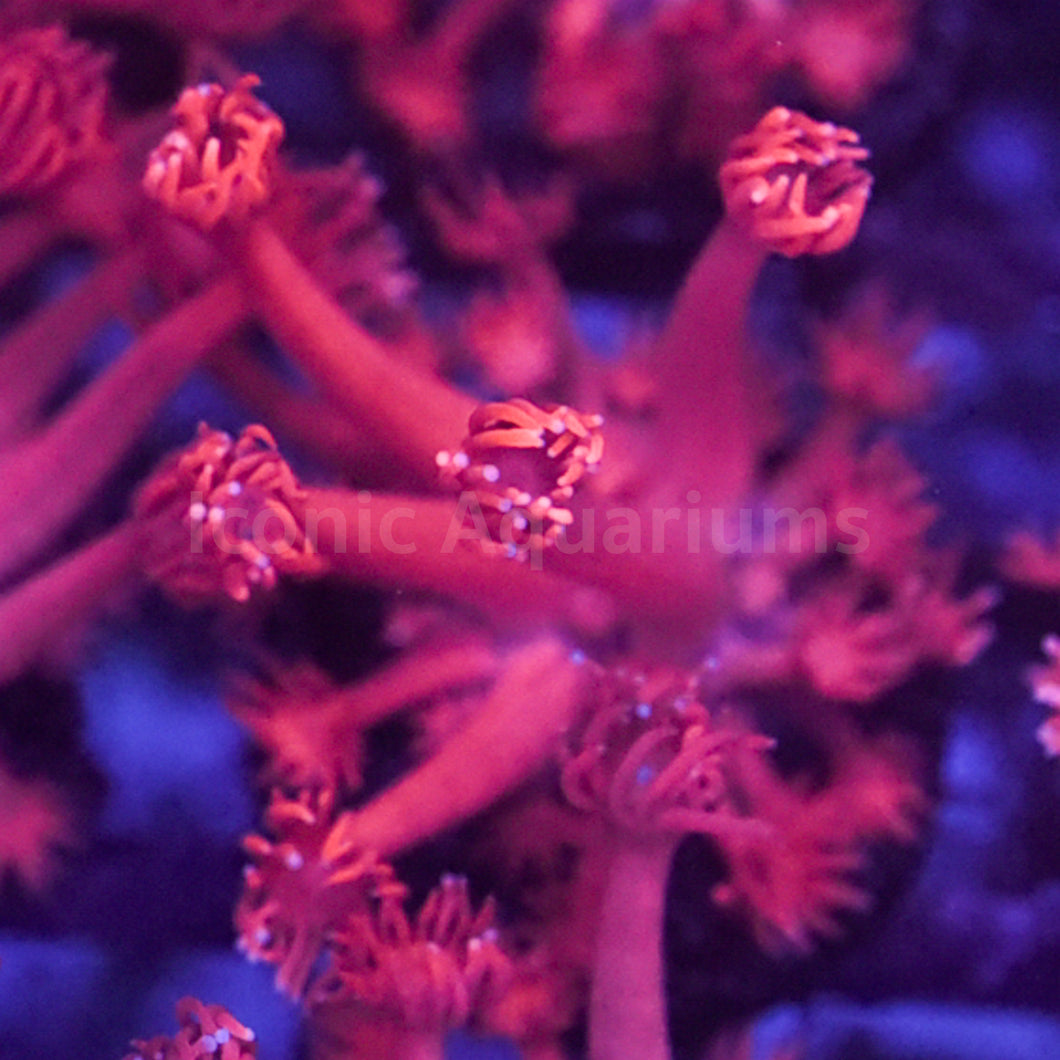 Pinkerton Goniopora