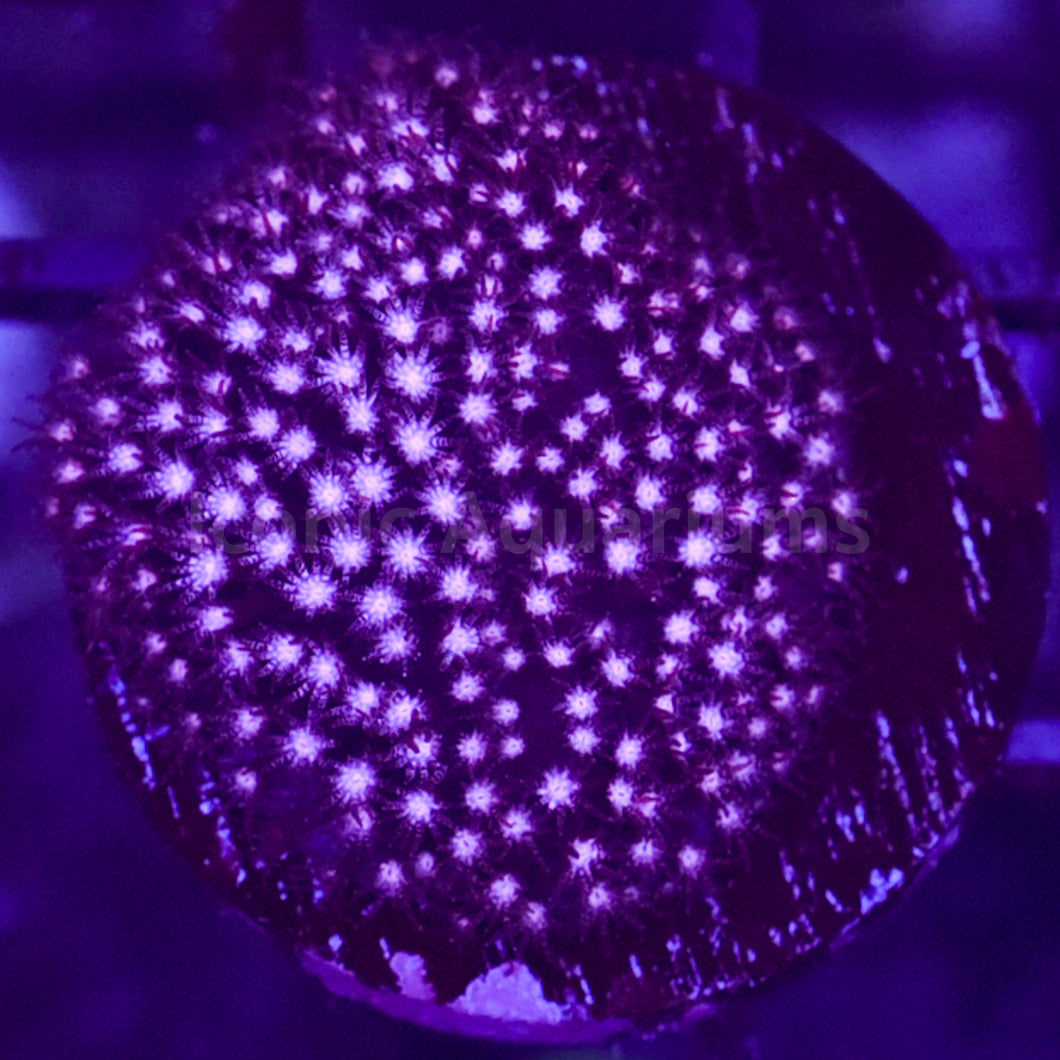 Raspberry Stylocoeniella