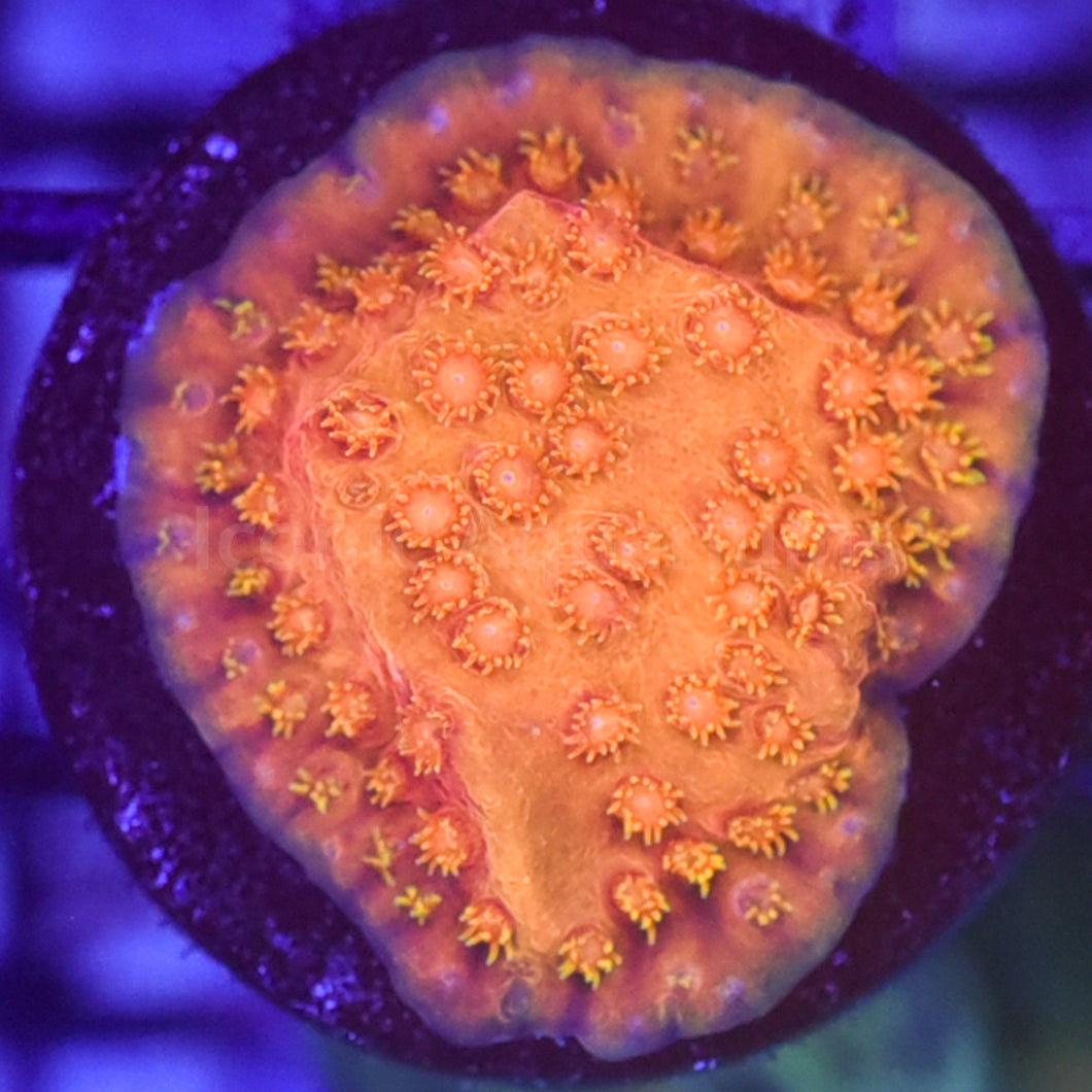 TSA Hi-C Cyphastrea