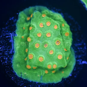 Reptar Cyphastrea