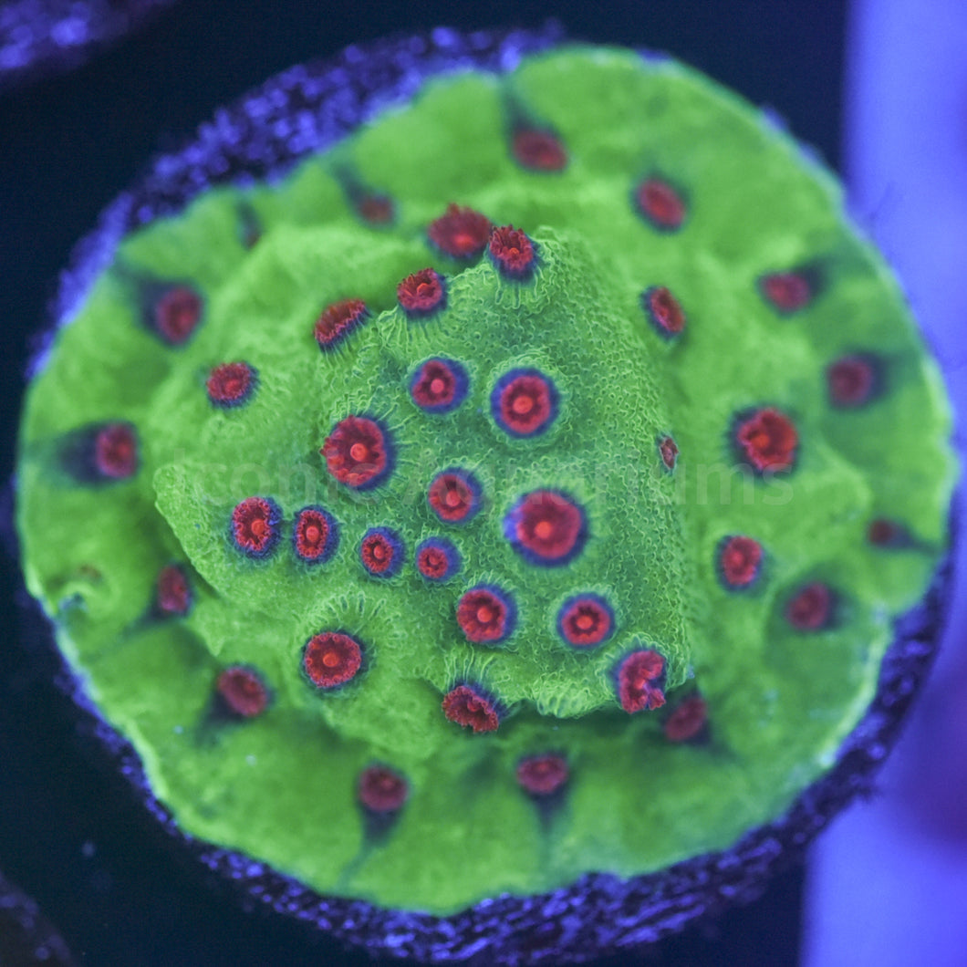 Alien Pox Cyphastrea