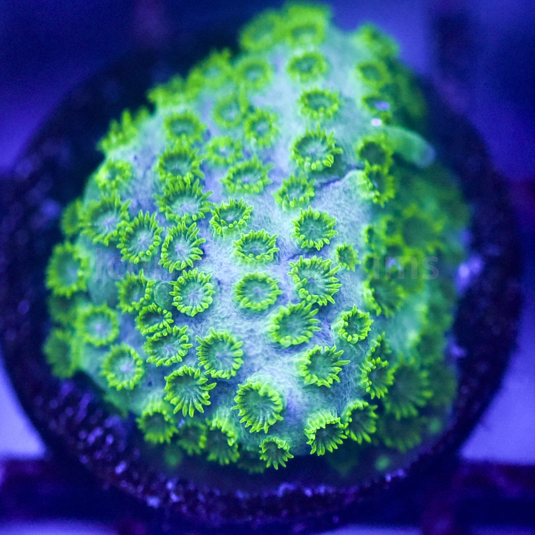 Stardust Cyphastrea