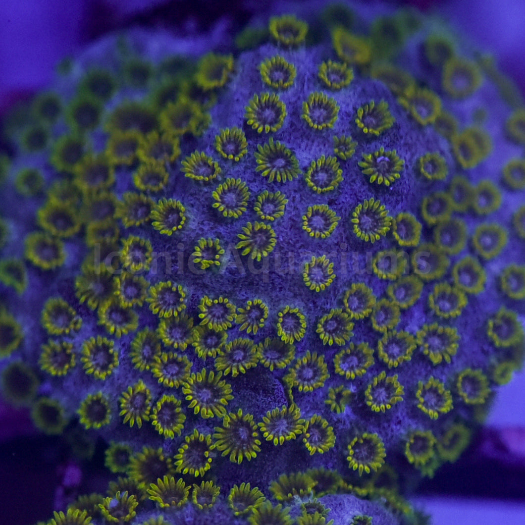 WWC Grapes of Wrath Cyphastrea