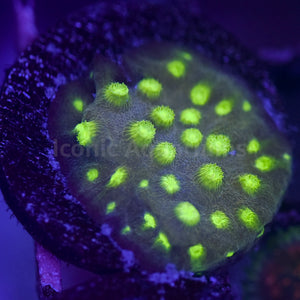 Gold Digger Cyphastrea