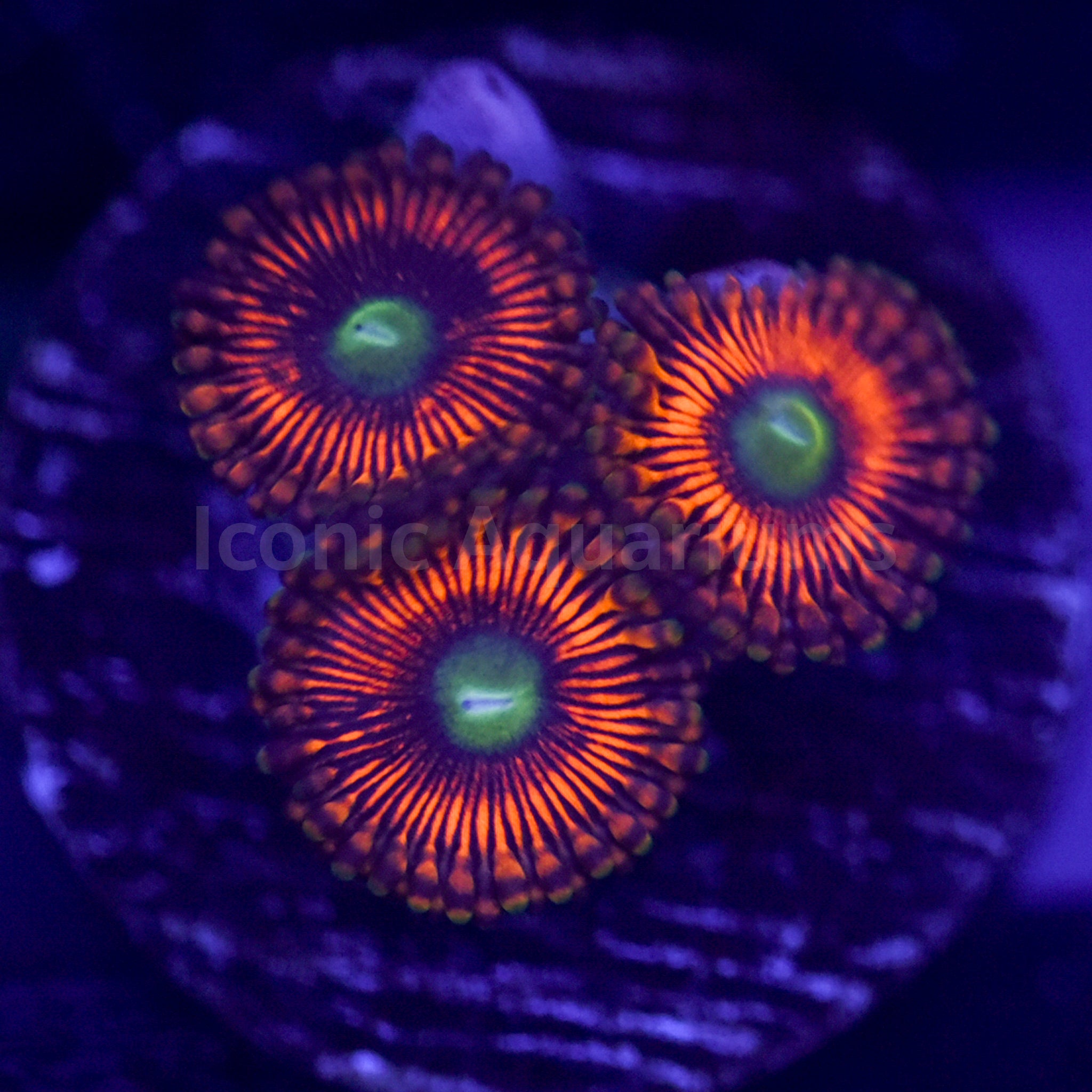 ZOA Hyper Phoenix Zoa – Iconic Aquariums