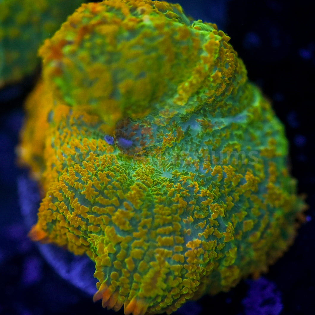 Tequila Sunrise Mushroom OG