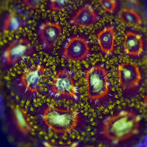 Delirium Zoa