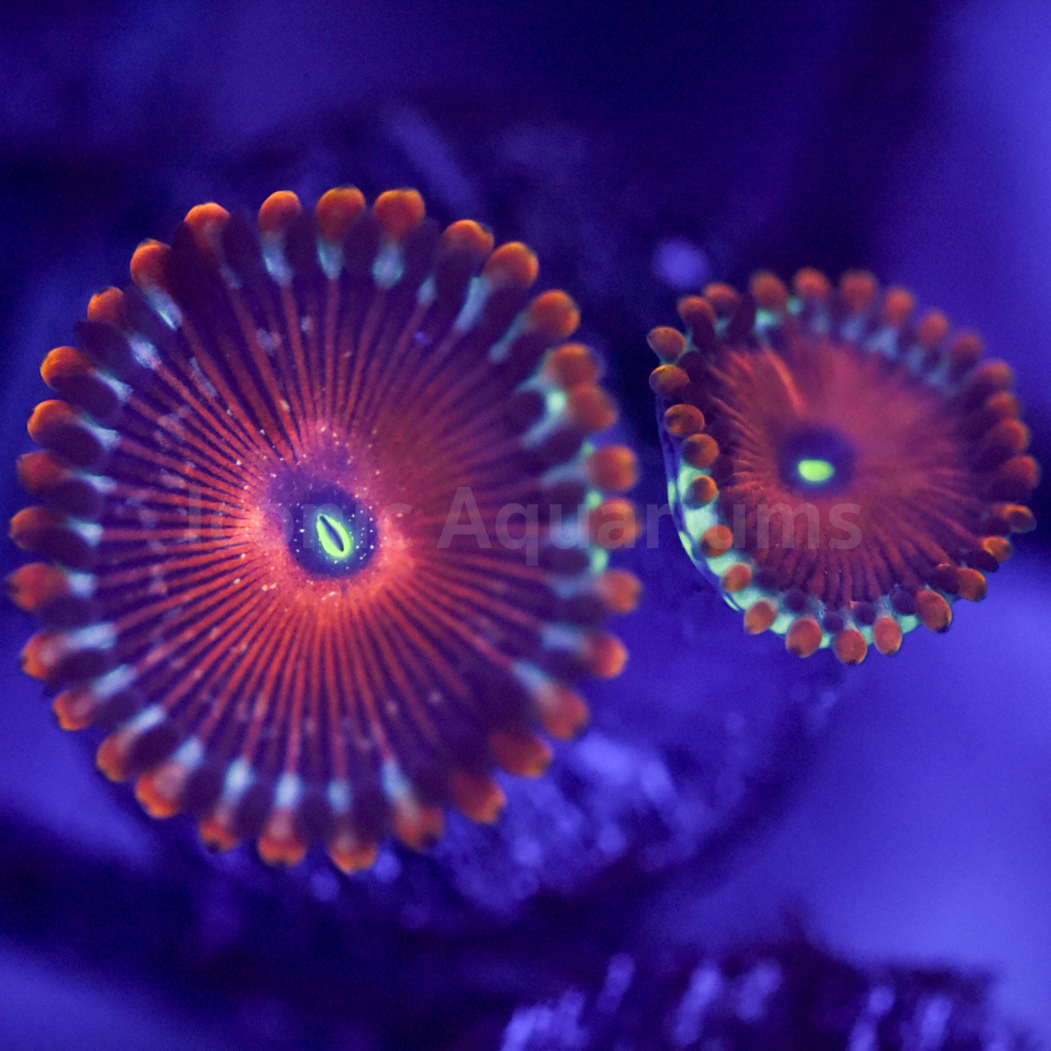 Salted Agave Zoa – Iconic Aquariums