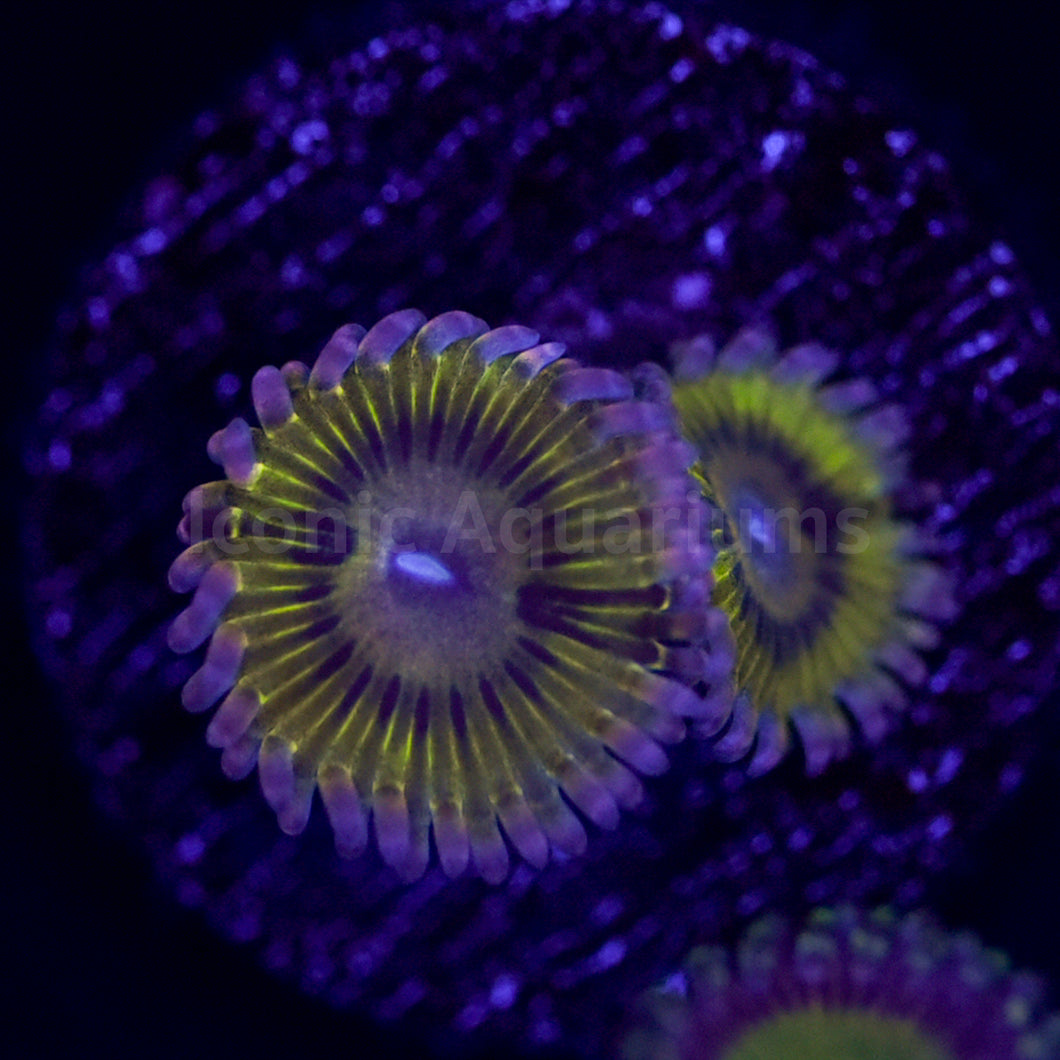 Stratocaster Zoa