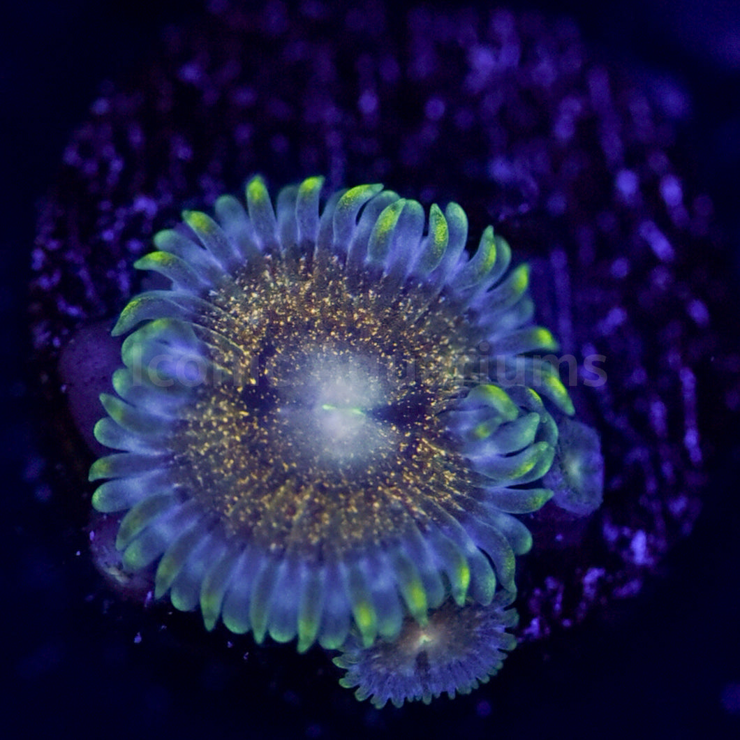 Van Gogh Zoa