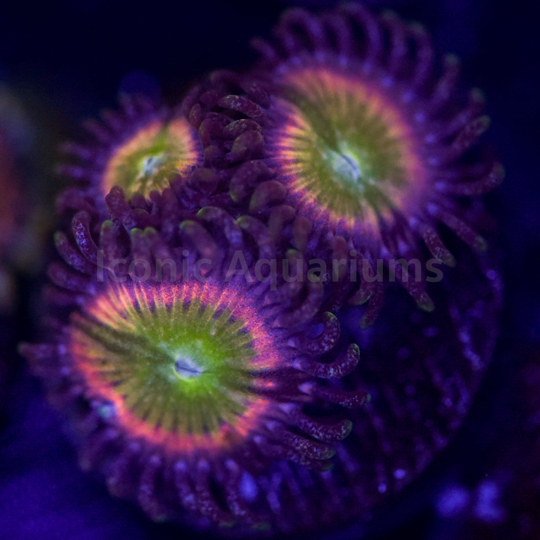JF Kung Fu Fighter Zoa