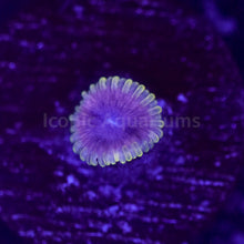 Load image into Gallery viewer, Pastel Prince Zoa