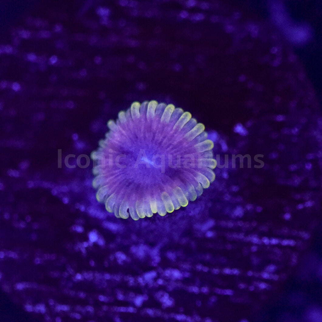 Pastel Prince Zoa