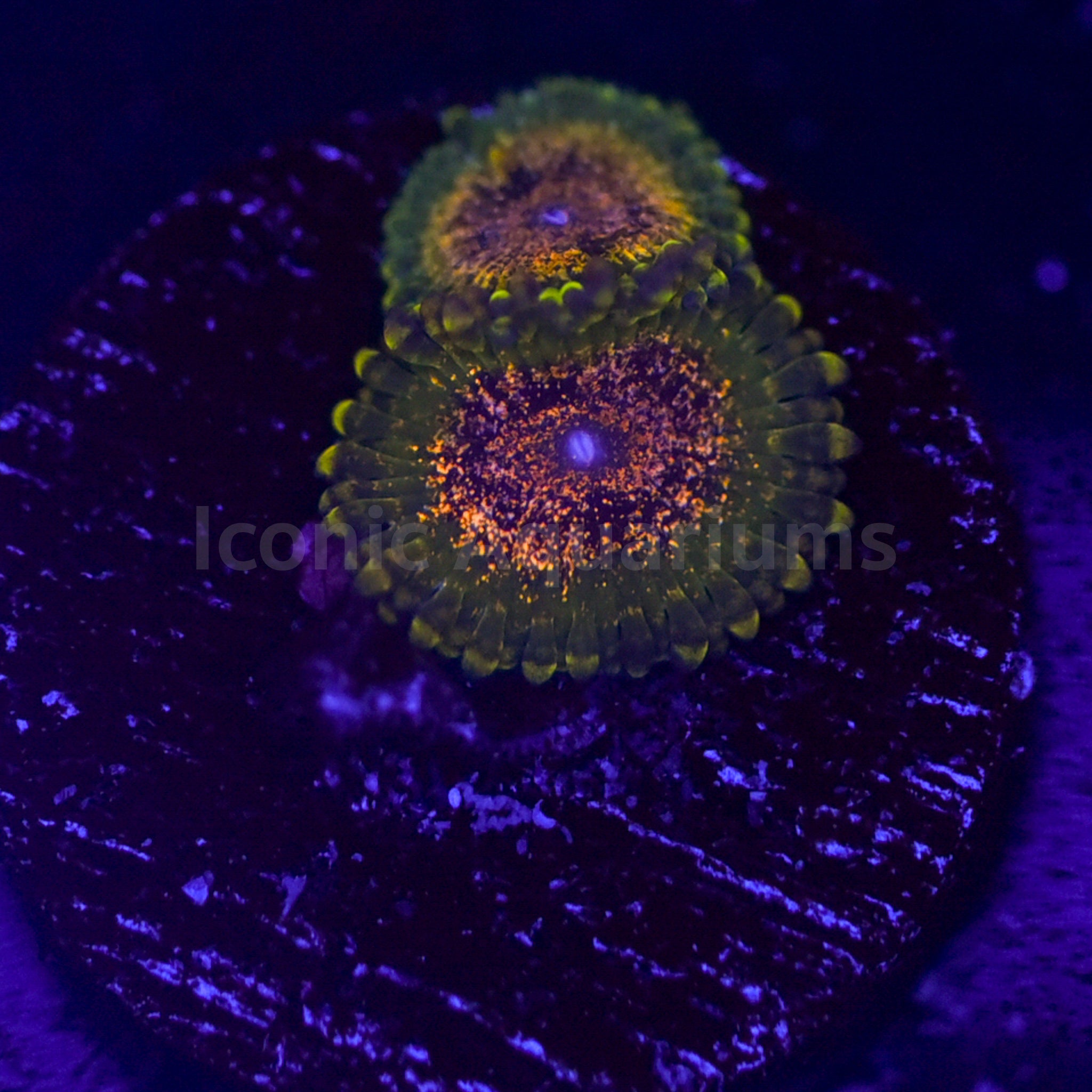 Northern Lights Zoa – Iconic Aquariums