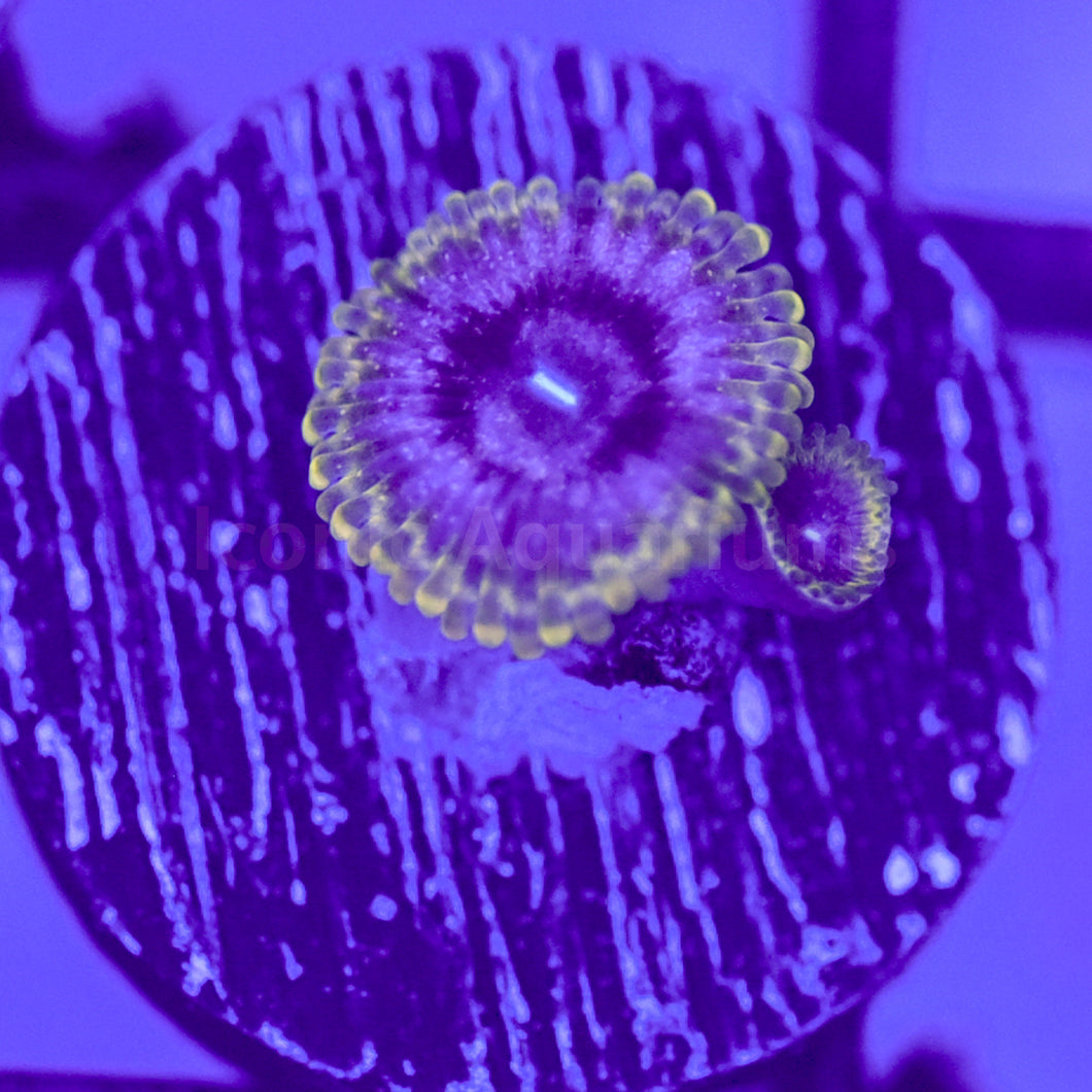 Powderfinger Zoa