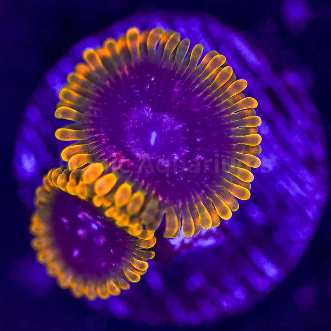 Acid Reflux Zoa