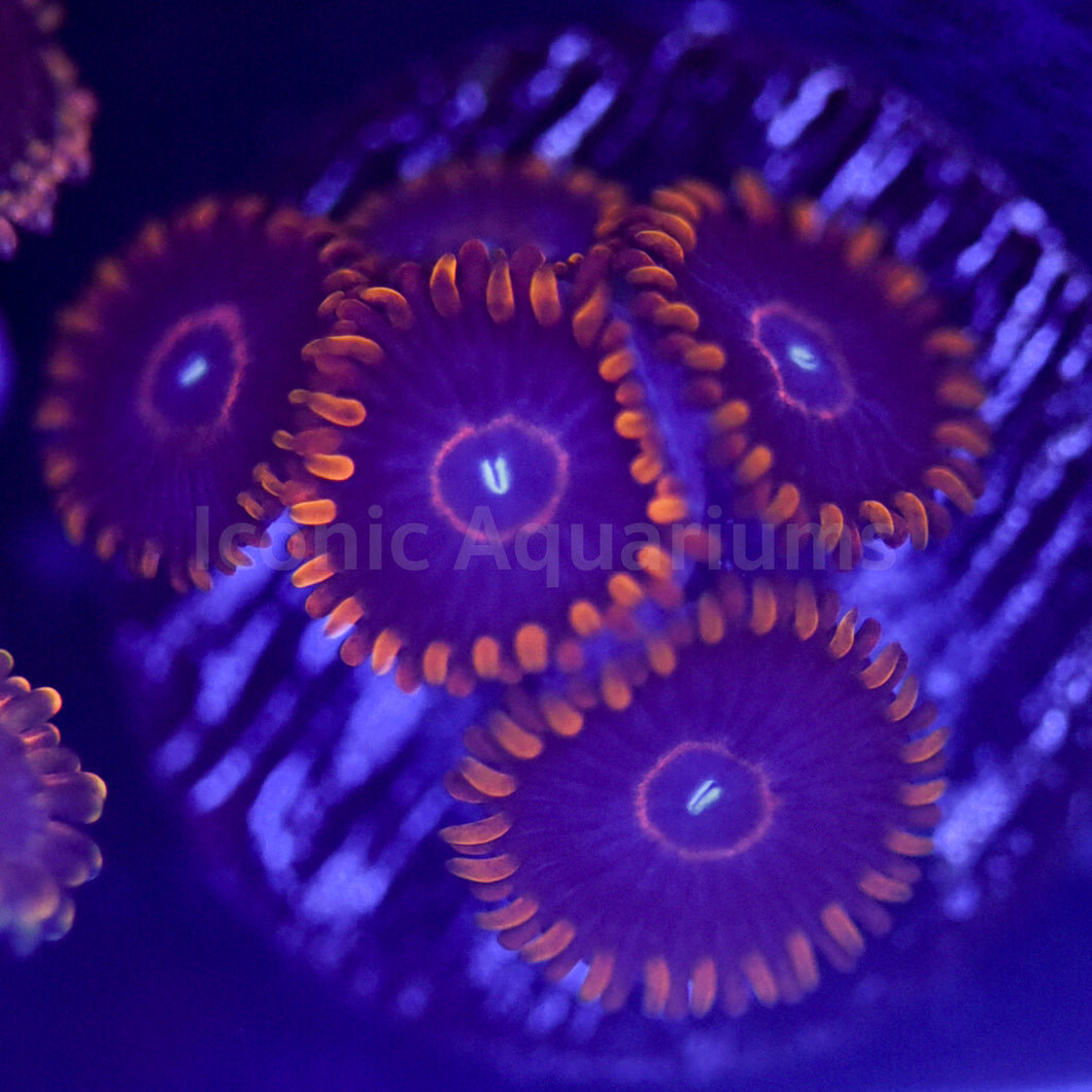 Red Hornet Zoa