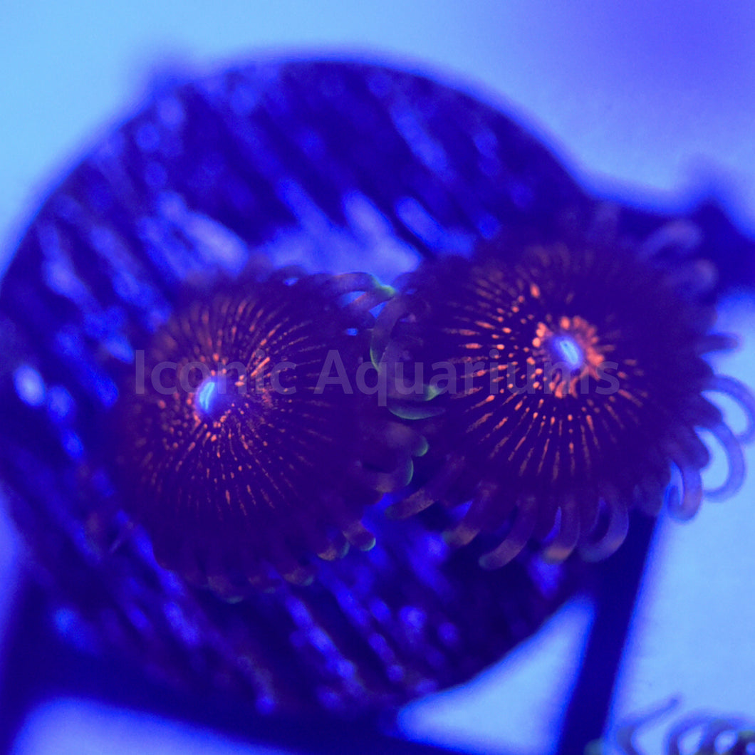 Nightcrawlers Zoa