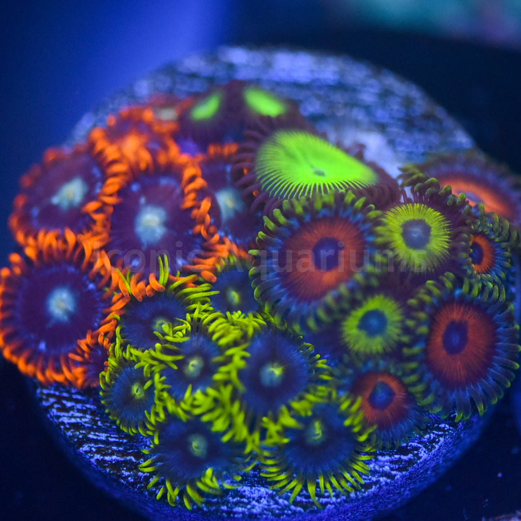 Zoa Garden