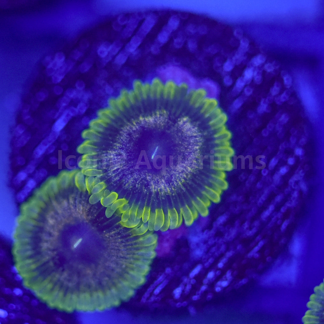 Purple Velour Zoa