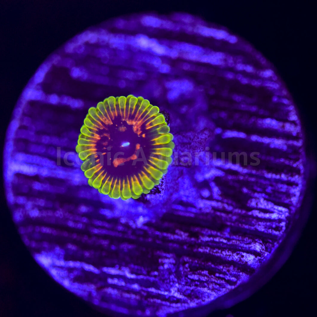 Hallucination Zoa